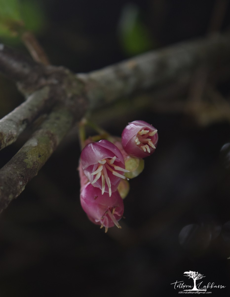 Medinilla fuchsioides Gardner